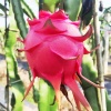 Thanh long ruột đỏ tươi ngon tự nhiên